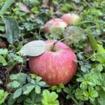Apfelernte und Saft Herstellung 2022
